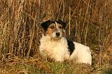 JACK RUSSEL 381